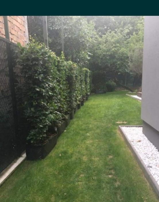 Gard viu lemn cainesc ligustrum vulgare