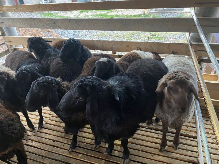 Кой еті байдібектің семіз токтылары