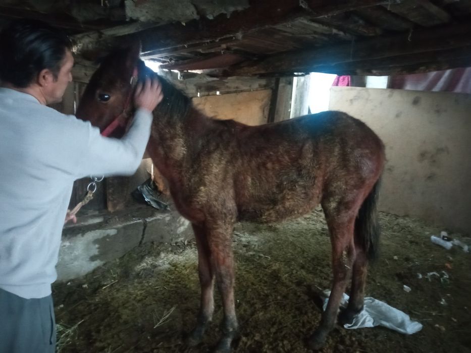 Продам весеннего вывода жеребца