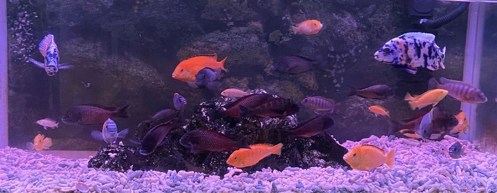 Цикхлиды в продаже.