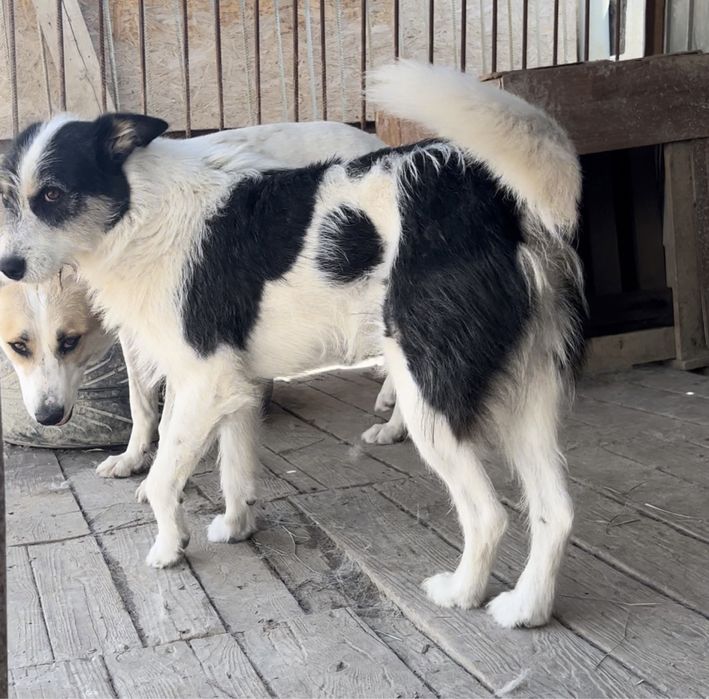 Екі итке мейрімді жанұя іздейміз