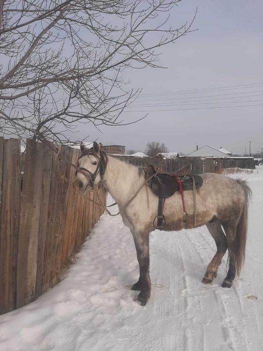 Жеребец айғыр жуас