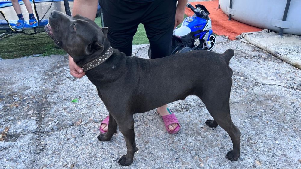 Животные собака