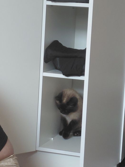 Котёнок  кастрированный