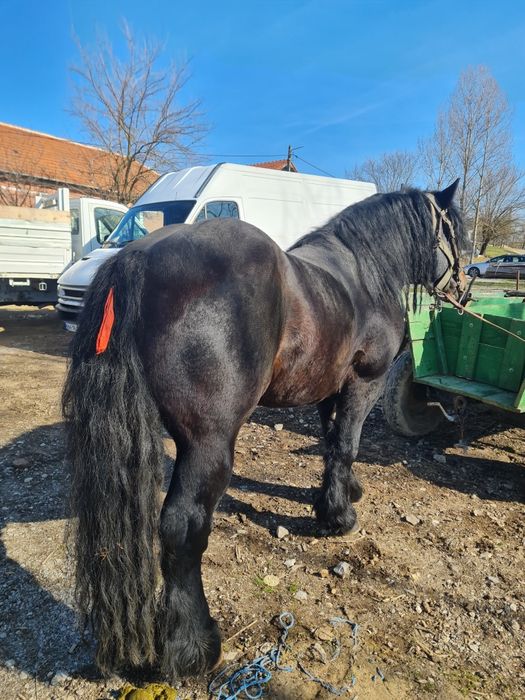 Vând un mânz de 3 ani