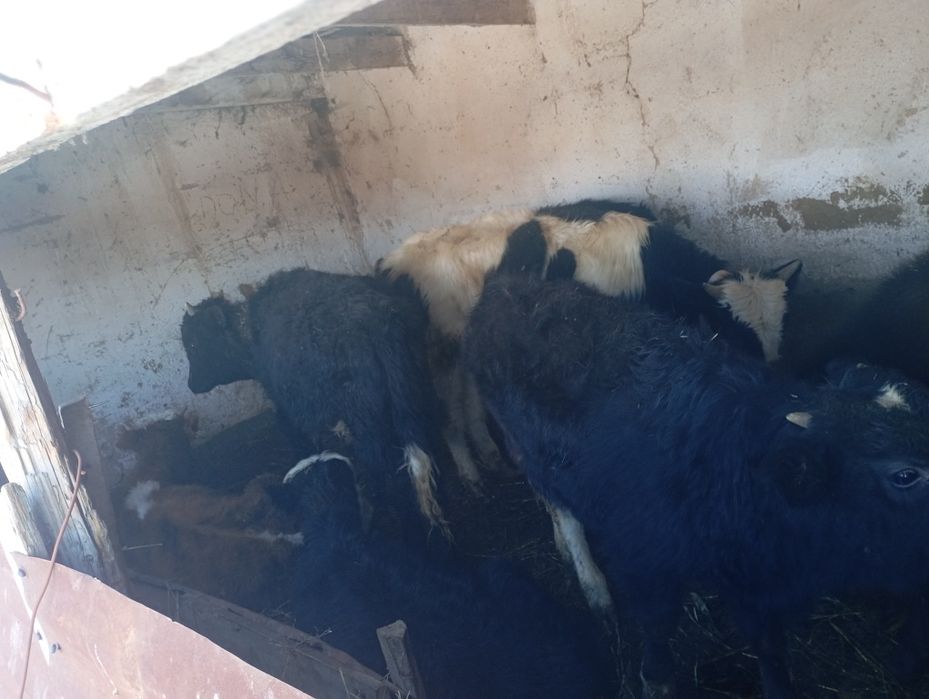 Продам бычков 7 голов