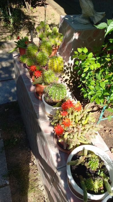 CACTUȘI INFLORITI Diverse MODELE,Culori,crescuți ghiveci cu rădăcini