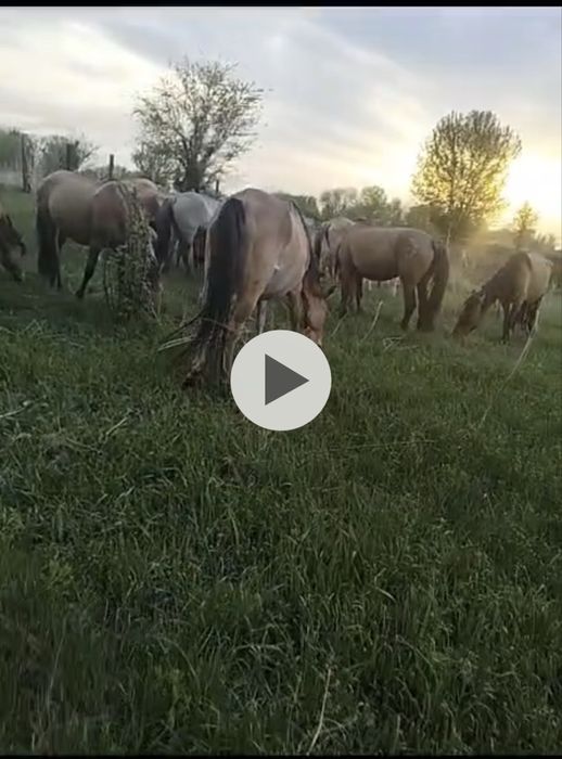 Жылқылар құлынды бие Мұғалжар пародалы