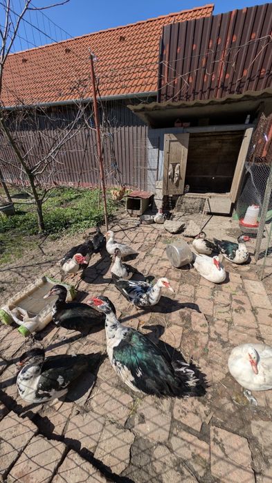 Vând ouă de rate mute pentru incubat