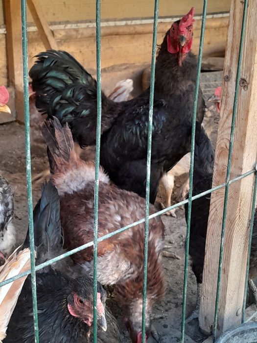 Honadon tovuqlari sotiladi