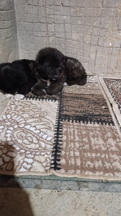 Alabay sotiladi zotiga jovob