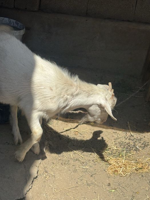 Теке  сатылады Прадатся козёл