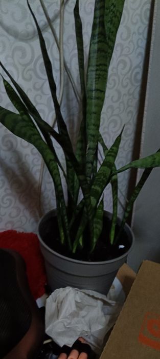 Комнатные растения