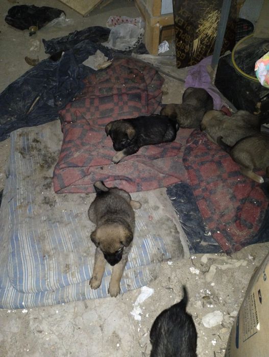 Күшіктер бар 3-4 еркек Мангышлакта