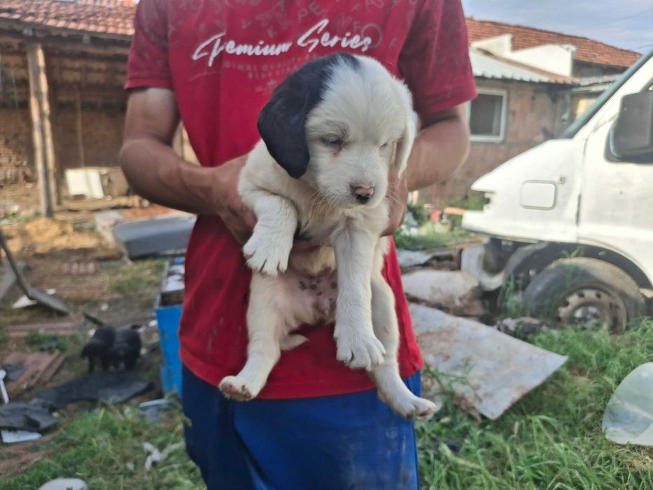 Подарявам кученца