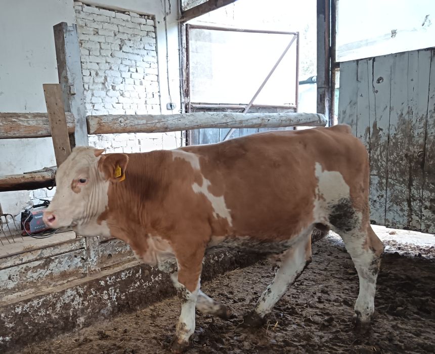 Vând 10 tăurași, vitei sugari