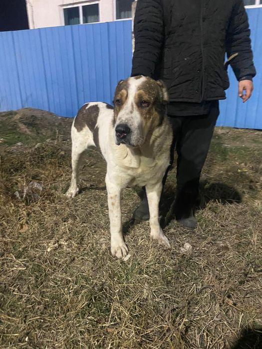 Сатылады мыкты оинап тур