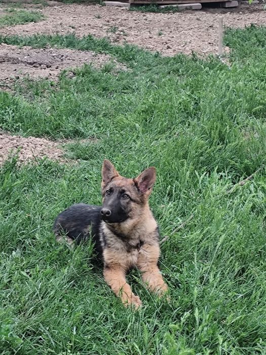 Продается немецкая овчарка