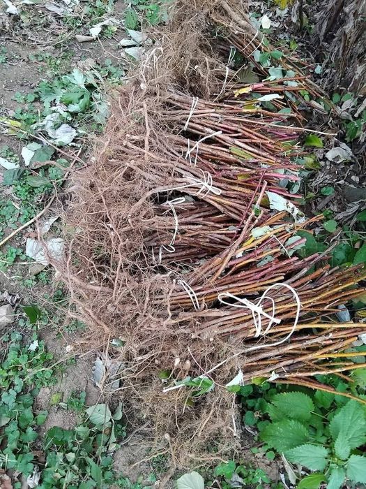 Продавам разсад малини