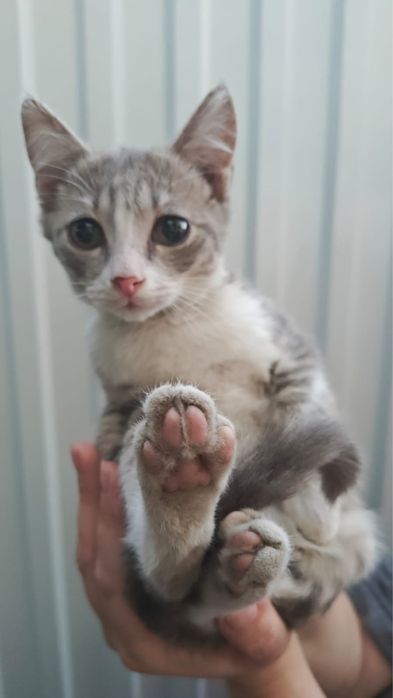 Отдам котят в добрые руки