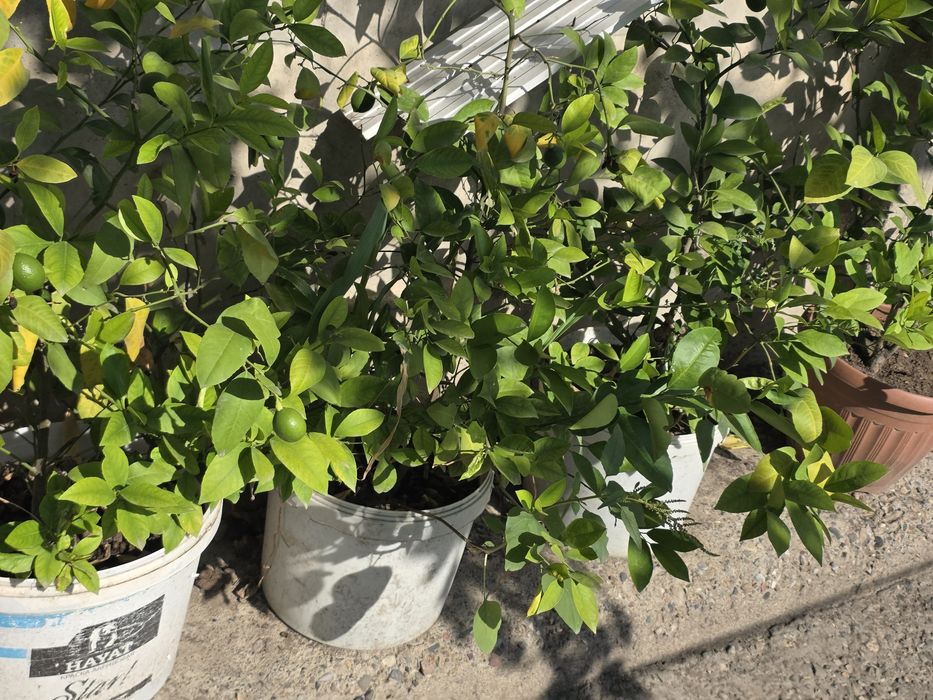 Limon bor 5-6 yil boldi dehqonchilik