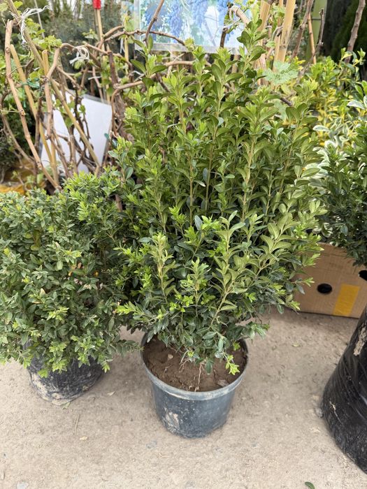 Живая изгородь. Бирючина Самшит