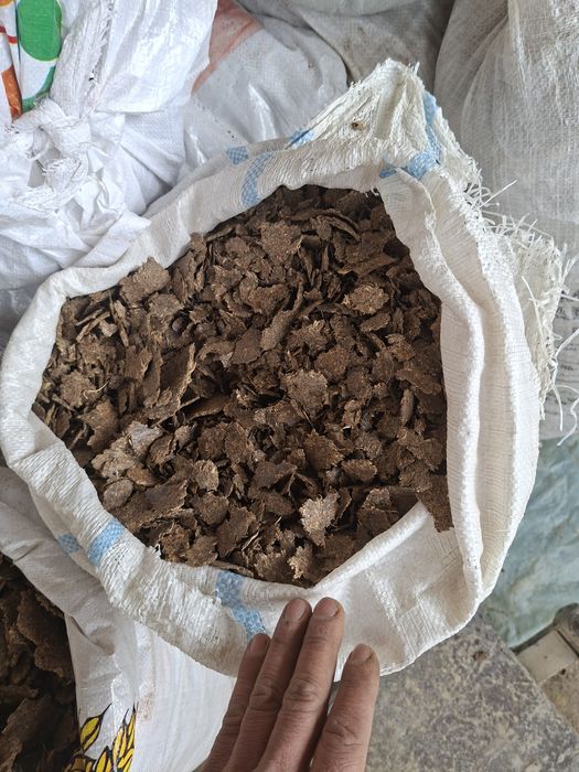 Семичка кунжола с