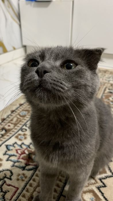 кот британски смешаный с шотланским