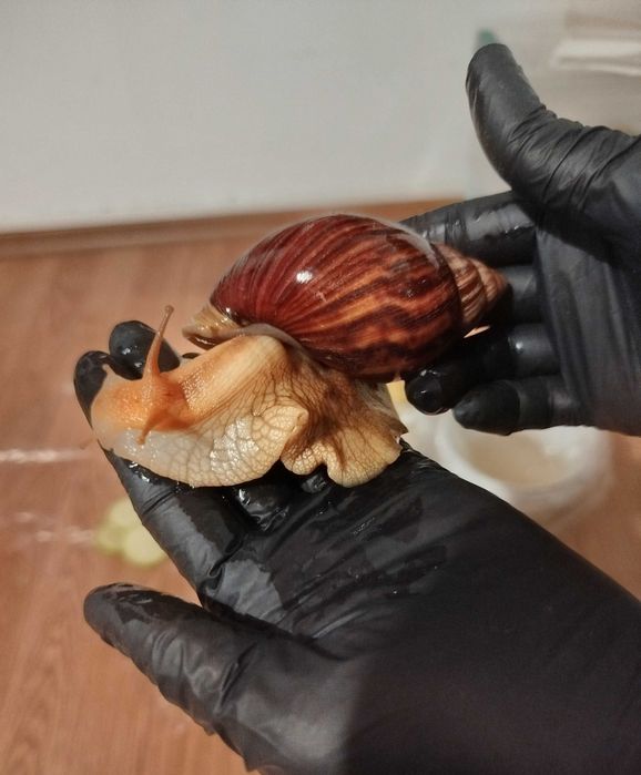 Melci africani pui