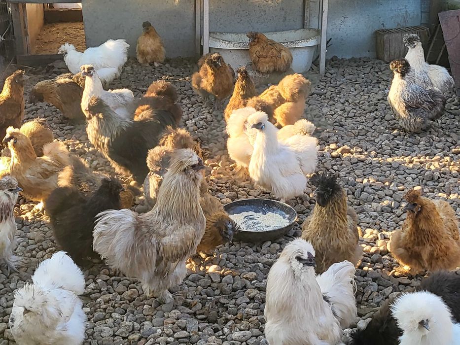 Oua mătase japoneză