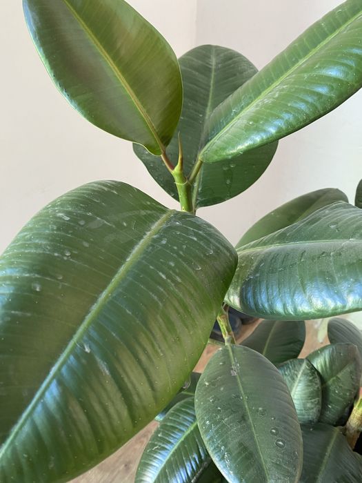 Фикус каучуконосный  Робуста