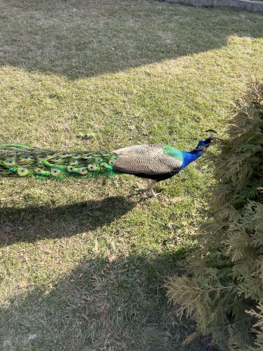 Самец павлина взрослая