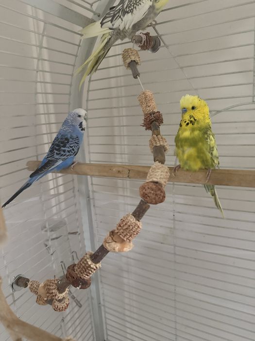 Попугаи карелла и волнистые
