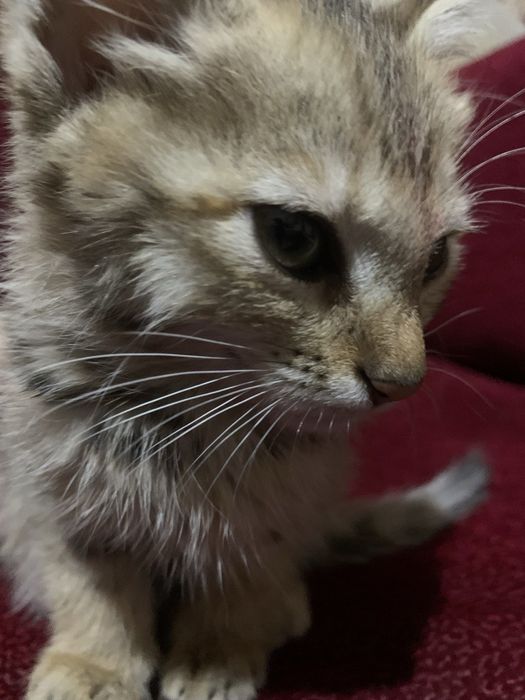 Mushukcha chiroyli, o'yinqaroq