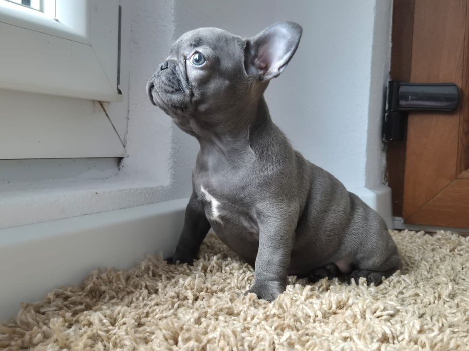 Vând puișor bulldog francez