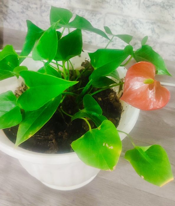 Продаются комнатные цветы