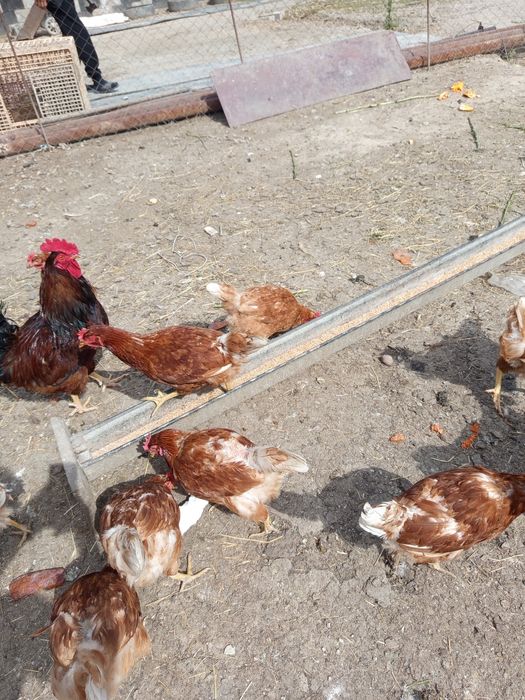 Продам кур и петухов