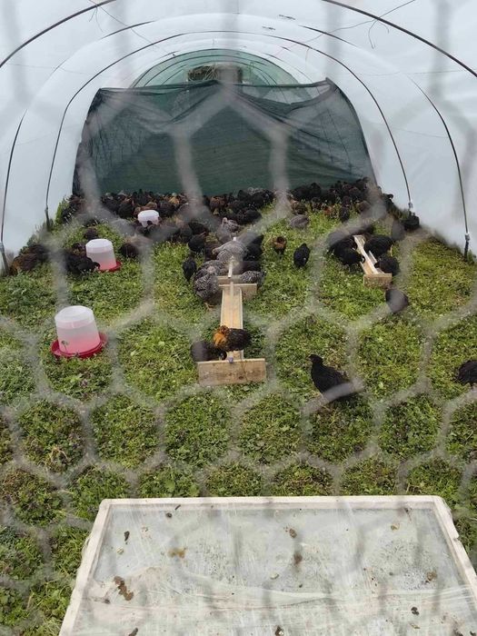 Суперхарко пилета на два месеца