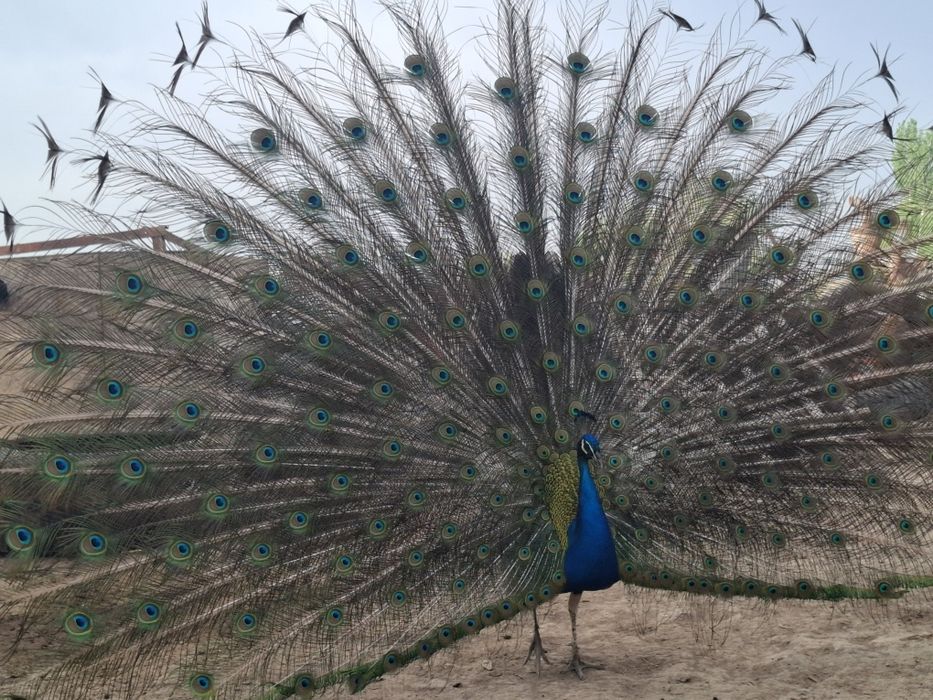 Павлинны общий 8 шт