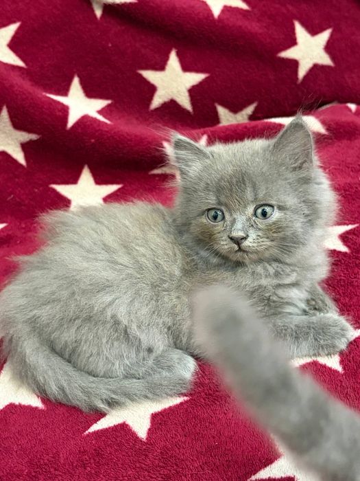 Продам котят 2.5 месяца