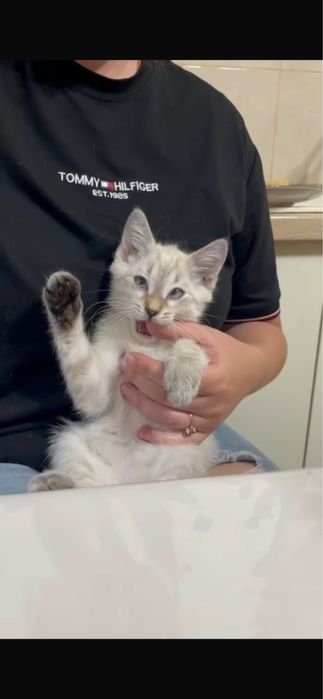 Котенок мальчик с лоткомэ
