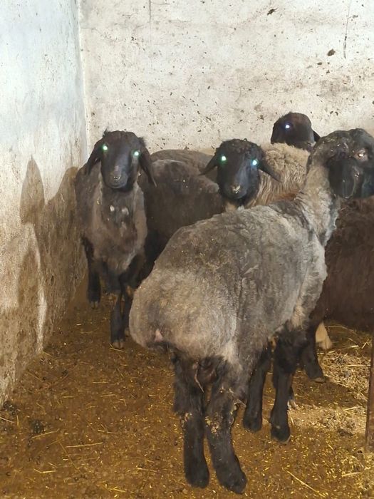 Продаю барановвв