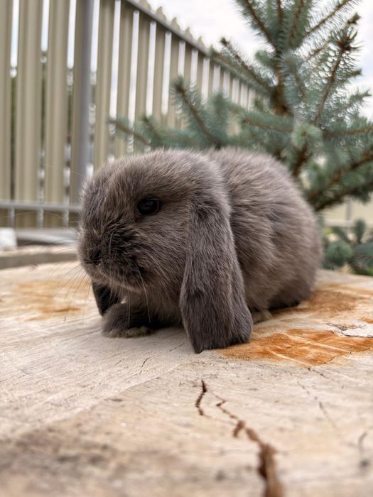 Iepuri pitici de companie mini lop/berbec pitic/holland lop
