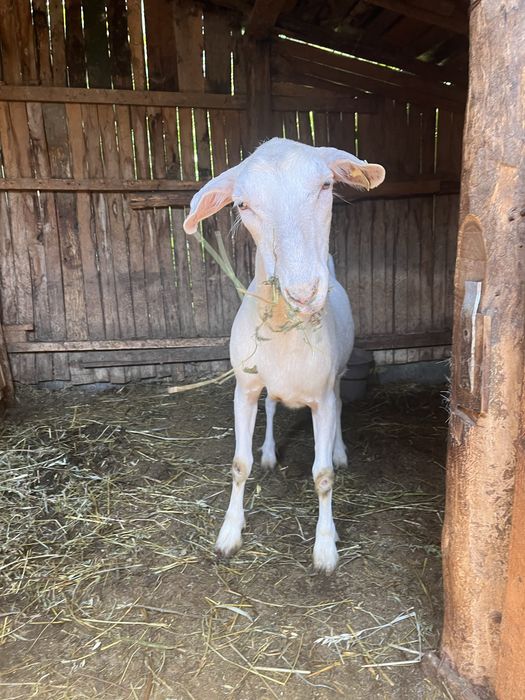 CAPRA ALBA de vanzare