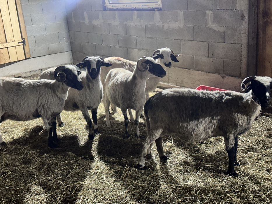 De vanzare 6 oi cu lapte