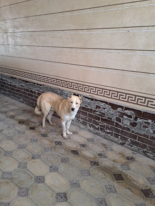 Алабай ит бір жылдық