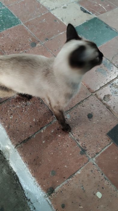 Отдается сиамский котёнок в добрые руки