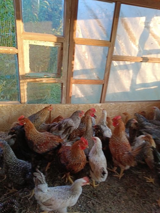 Продам петушков 3,5 и4мес.Доминант