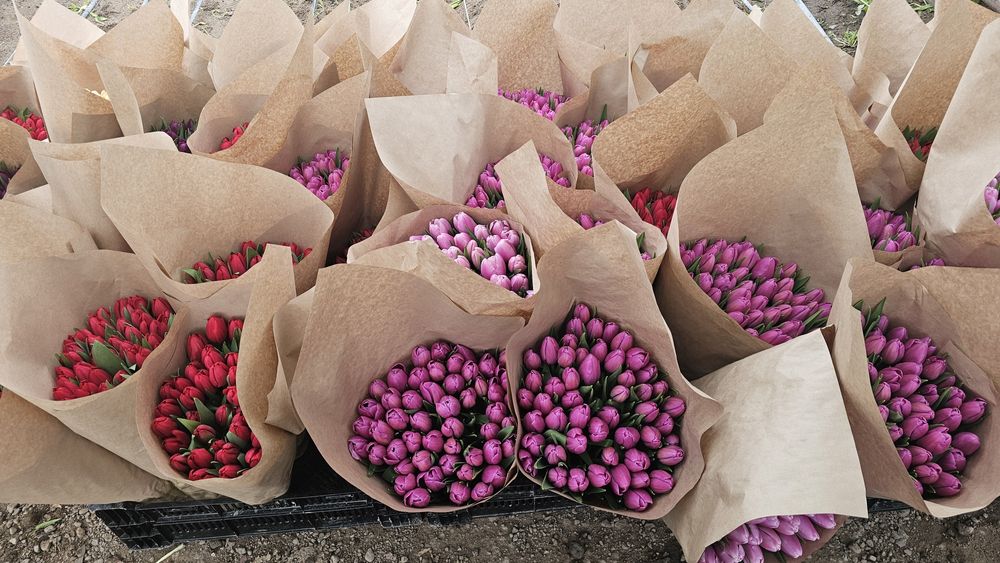 Принимаем заказы на Тюльпаны