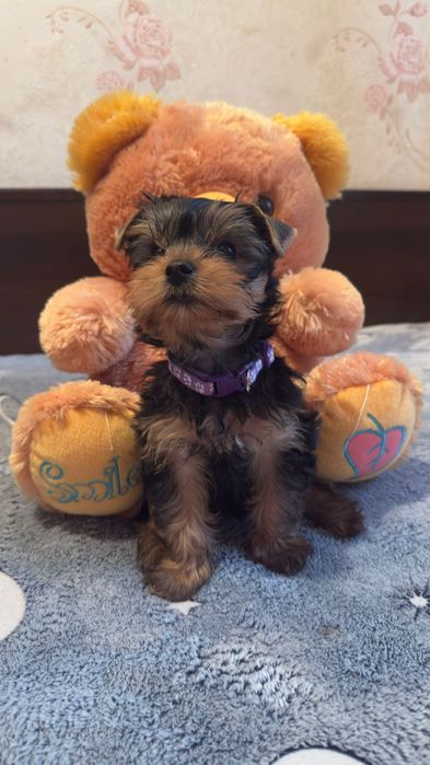 Йоркширский терьер